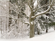 森林冬季雪景图片