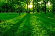 草坪树林晨光绿色图片