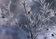 枝叶上的冰霜图片