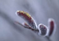 植物上的冰霜图片