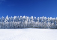 雪地雪树图片