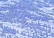 雪山树林图片