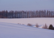 雪景冬天树林图片