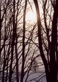 晨光雪景树林图片
