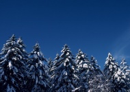 杉木林雪景图片