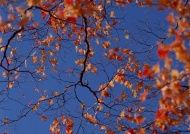 枫叶树图片