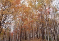 秋季白桦林图片