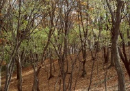 山坡树林图片