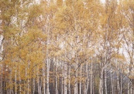秋黄树林图片