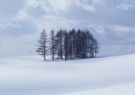 山坡雪景图片