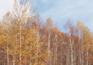 秋色白桦林图片