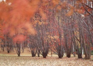 红色枫树林图片