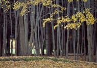 落叶秋景图片