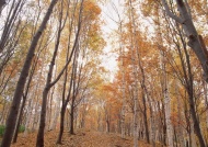 秋天白桦树图片