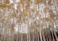 金秋白桦树图片