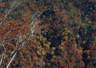 火红树林图片