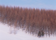 白色冬天森林图片