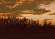 夕阳红树林图片