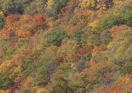 金黄森林图片