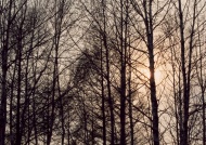 森林夕阳图片