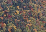森林秋景图片