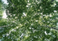 春季树林图片
