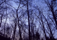 晚霞树林图片