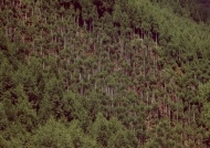 春季杉树林图片