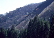 森林山景图片