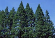 杉树林图片
