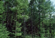 树林摄影图片