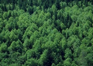 绿色杉木林图片