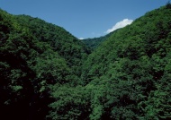 树林山景图片