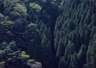 杉树林图片