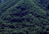 杉树林摄影图片