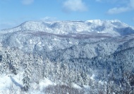 雪山树林图片