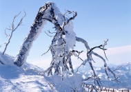 树上的雪图片