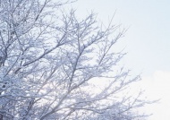 树上挂雪图片