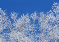 挂满雪的树图片