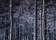 树梢挂雪图片