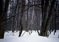 雪地森林图片