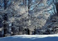 树林雪景图片