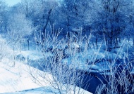 森林河流雪景图片