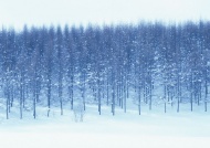 森林飘雪图片