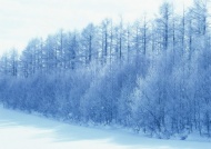 树林飘雪图片