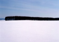 雪地树林图片