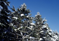 树枝挂雪图片