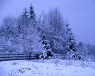 树上的雪图片