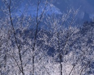 树上的雪图片