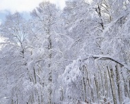 雪景图片